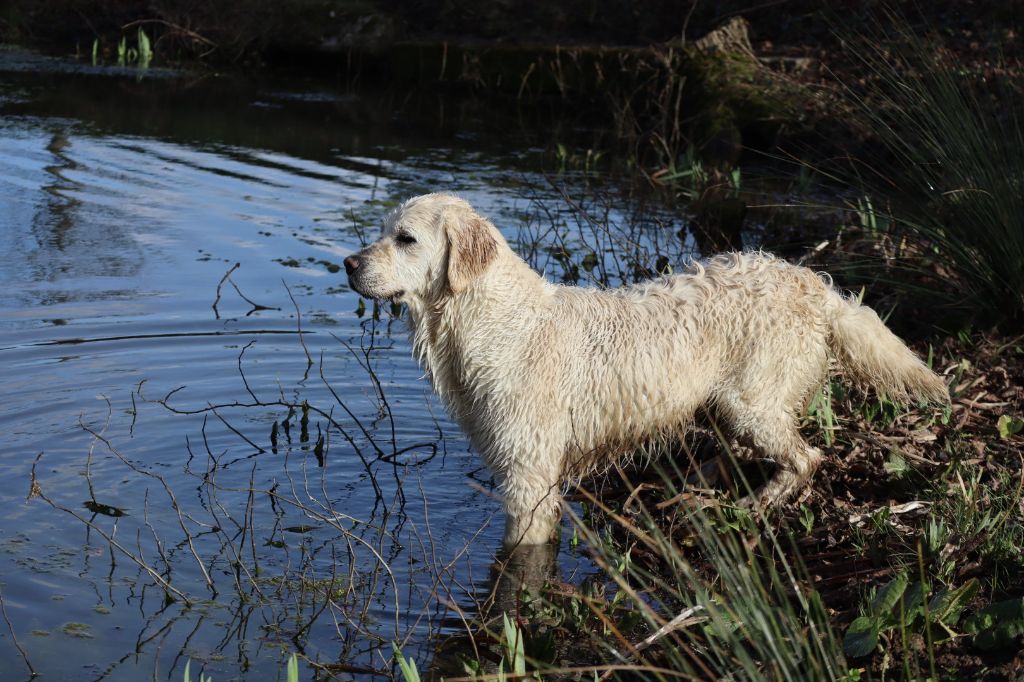 Siena Au Jardin De Nelson