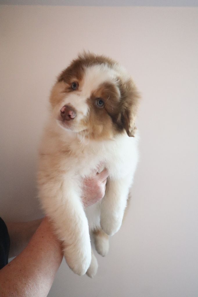 Chiot disponible