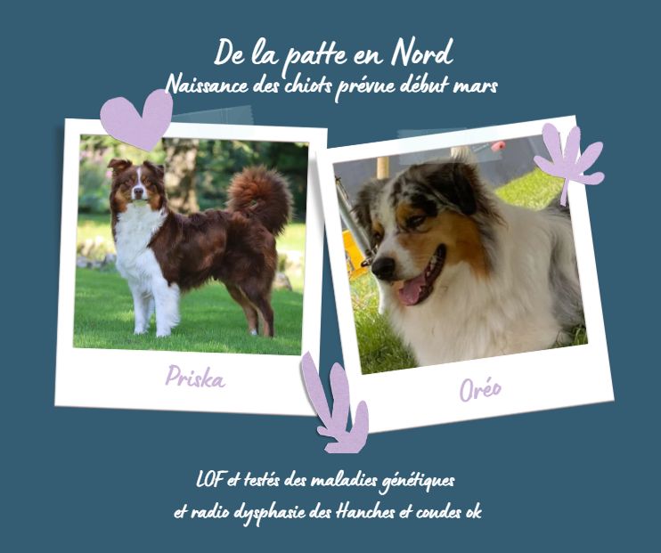 Portée de Priska et Oreo