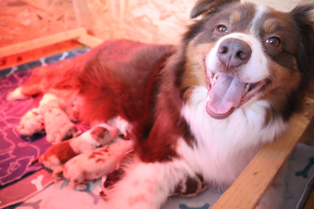 Naissance des p'tits bébés de Priska et Oréo