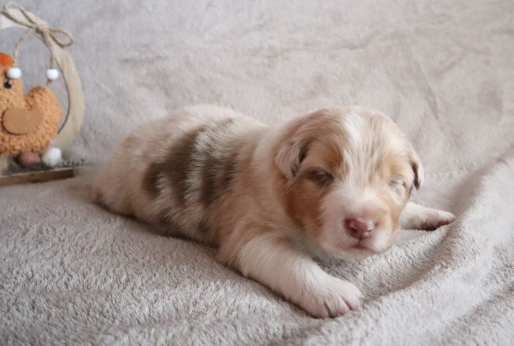 de la Patte en Nord - Chiots disponibles - Berger Australien