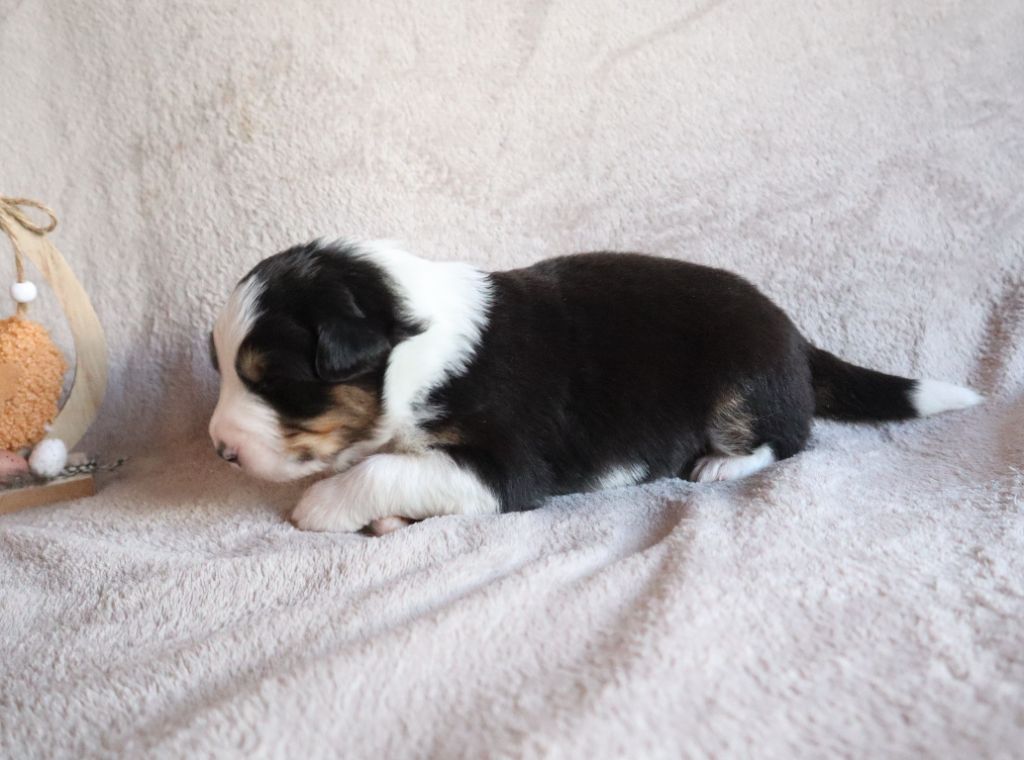 de la Patte en Nord - Chiots disponibles - Berger Australien