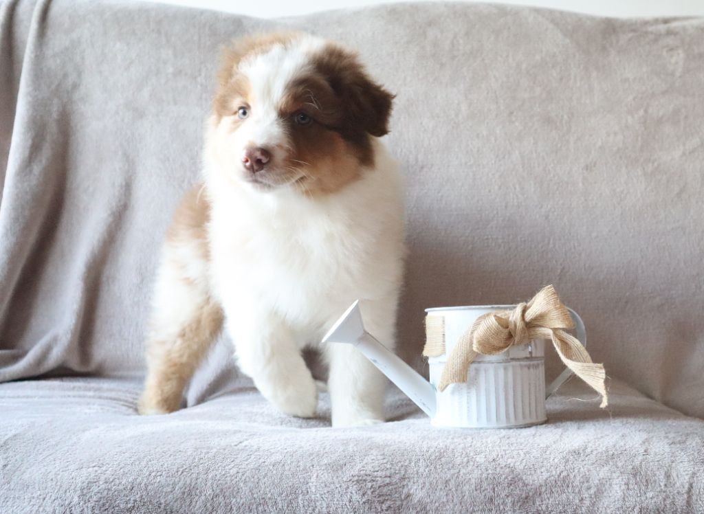 Chiot Berger Australien de la Patte en Nord