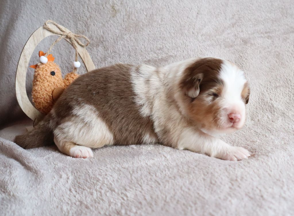 de la Patte en Nord - Chiots disponibles - Berger Australien