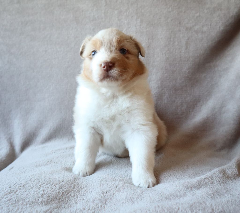 de la Patte en Nord - Chiots disponibles - Berger Australien
