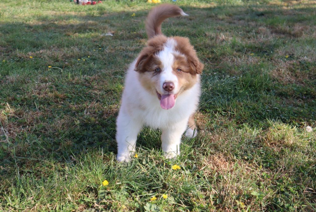 de la Patte en Nord - Chiots disponibles - Berger Australien